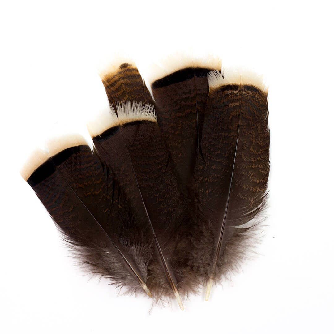 4-8" Natural Dark Bronze Wild Turkey Tail Feathers